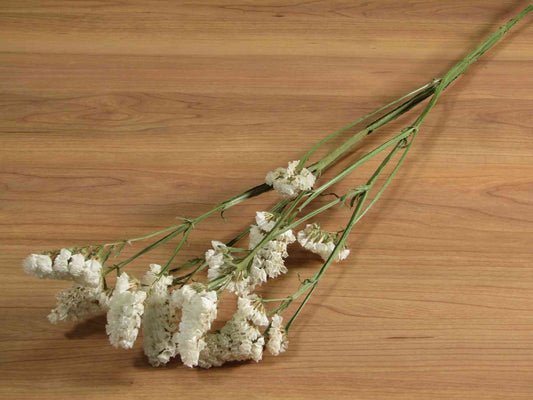 スターチス (白)