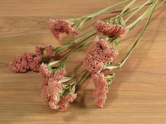 スターチス (薄赤)