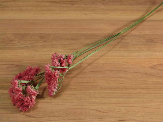 スターチス (赤)