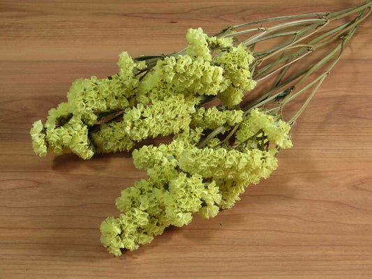 スターチス (黄)