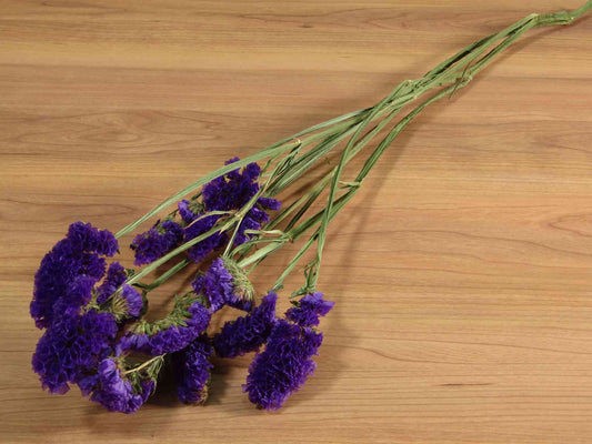 スターチス (濃紫)