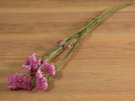 スターチス (ピンク)