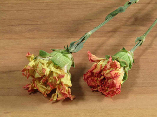 カーネーション (オレンジ)