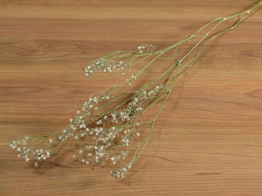 カスミソウ (白)