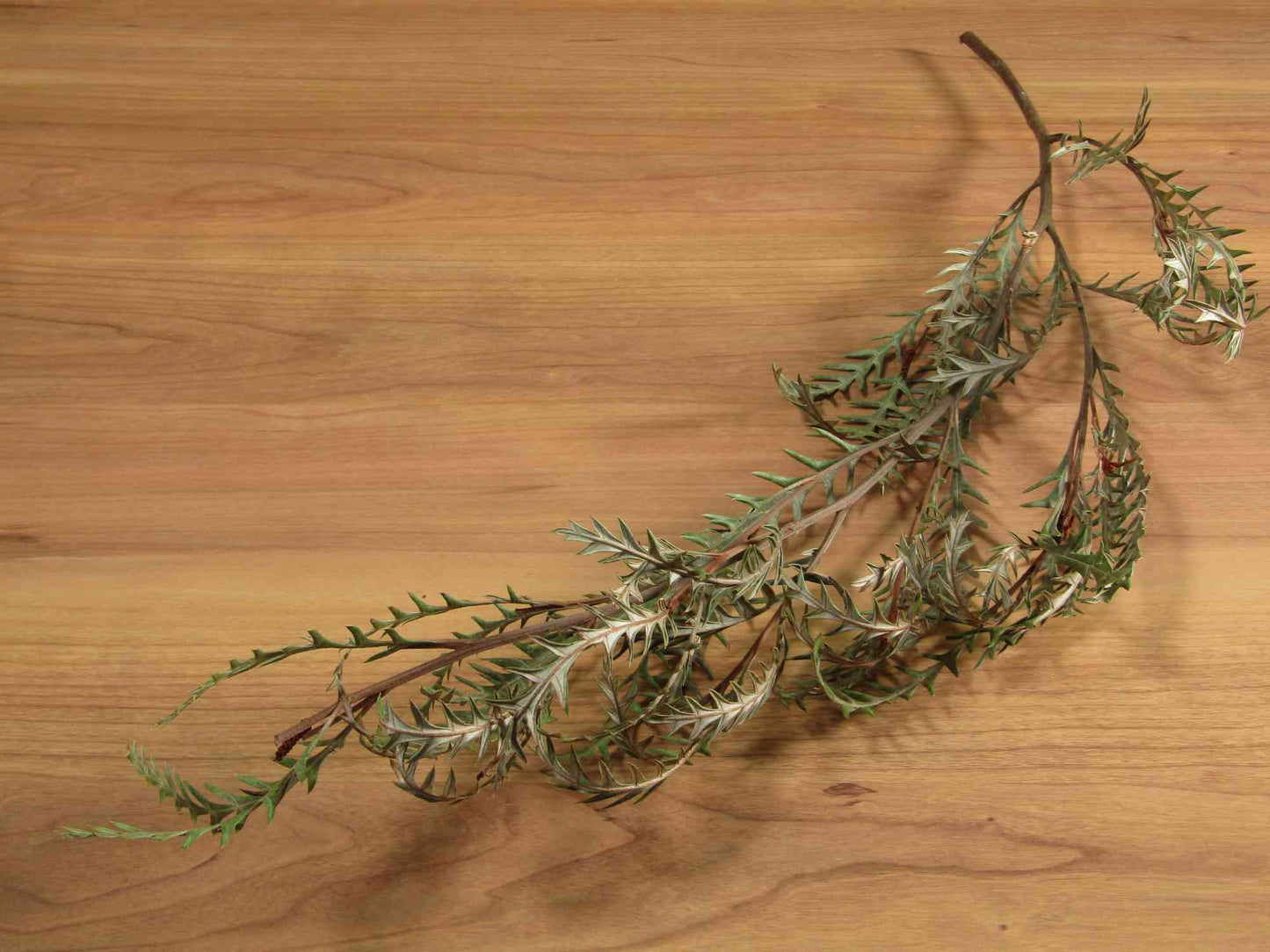 グレビレア アイバンフォー 1本