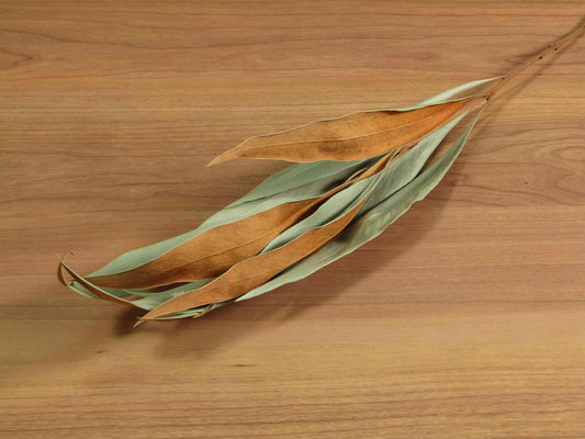 グレビレア ゴールド