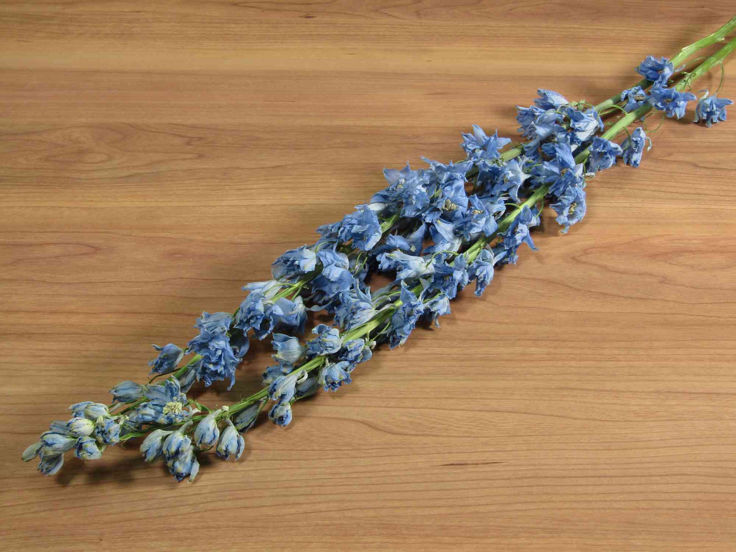 デルフィニウム (青)