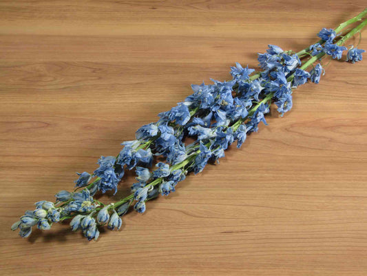 デルフィニウム (青)