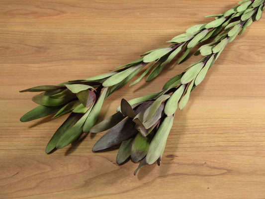 リューカデンドロン (サファリサンセット