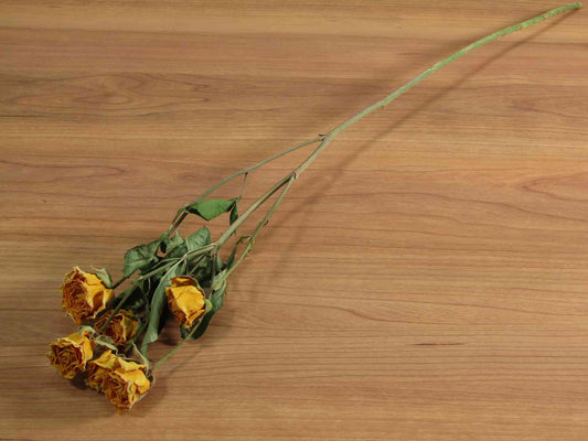 SPバラ (スプレーバラ) (オレンジ)