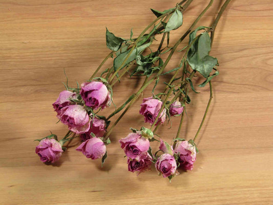 SPバラ (スプレーバラ) (薄紫)