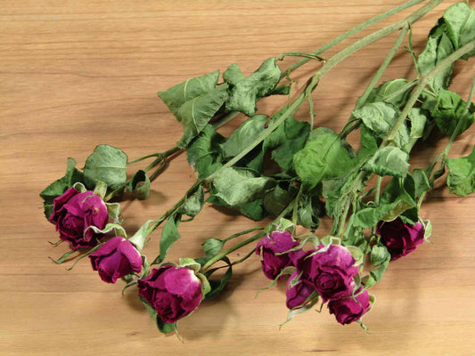 SPバラ (スプレーバラ) (紫)