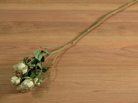 SPバラ (スプレーバラ) (クリーム)