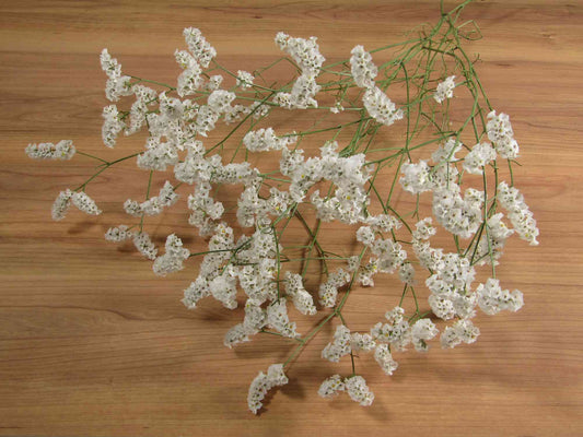 ハイブリッドスターチス (白)