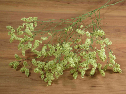 ハイブリッドスターチス (黄)