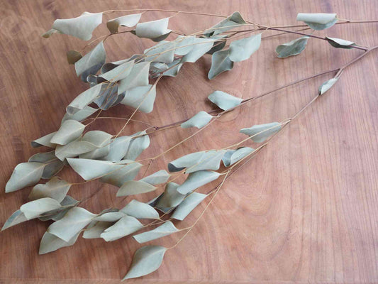 ユーカリ ポポラス