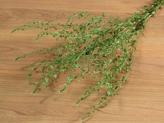 グンバイナズナ