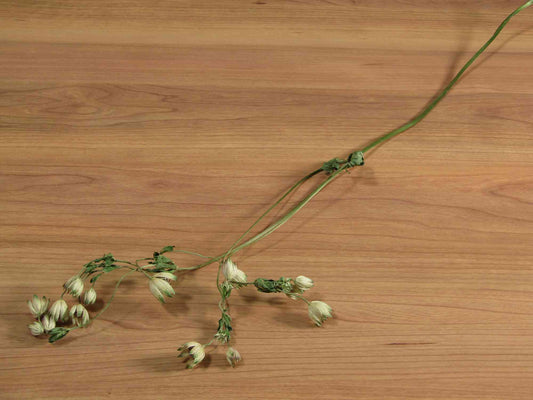 アストランチア (白)