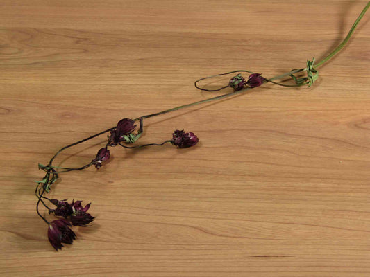 アストランチア (濃赤紫)