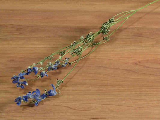 SPデルフィニウム (スプレーデルフィニウム) (青)