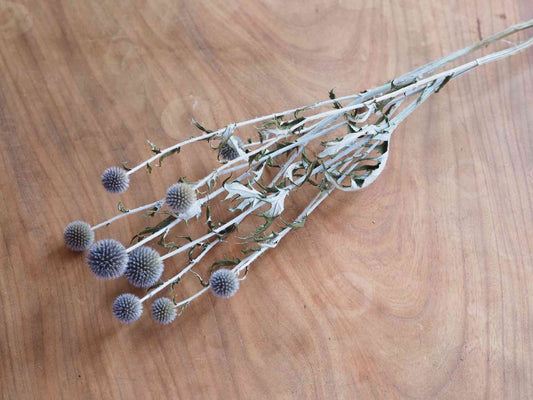 ルリタマアザミ (紫)