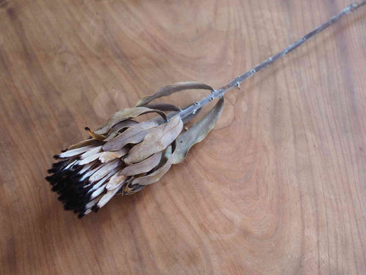 プロテア ニオベ (黒)