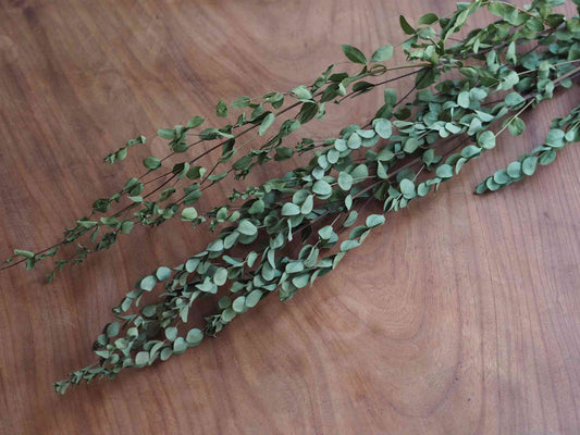 ユーカリ グニー