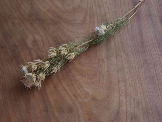 セルリア ブラッシング (薄オレンジ)