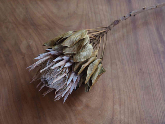 キングプロテア (薄紫)