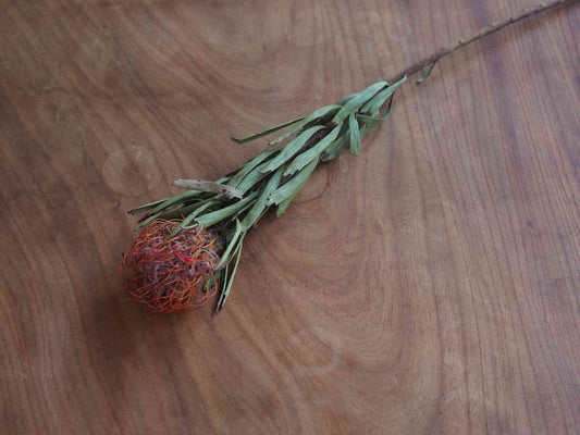 ピンクッション (赤) 1本