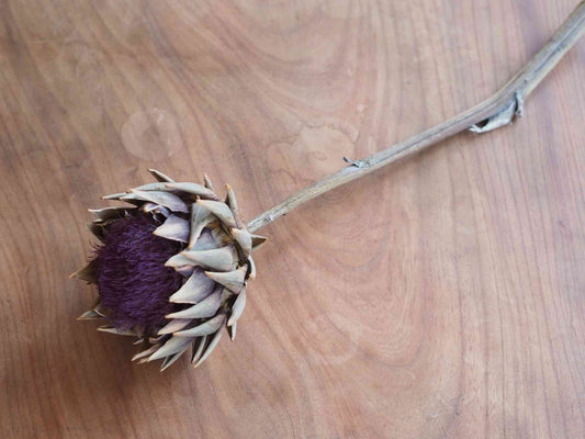 アーティチョーク (紫) 葉付き