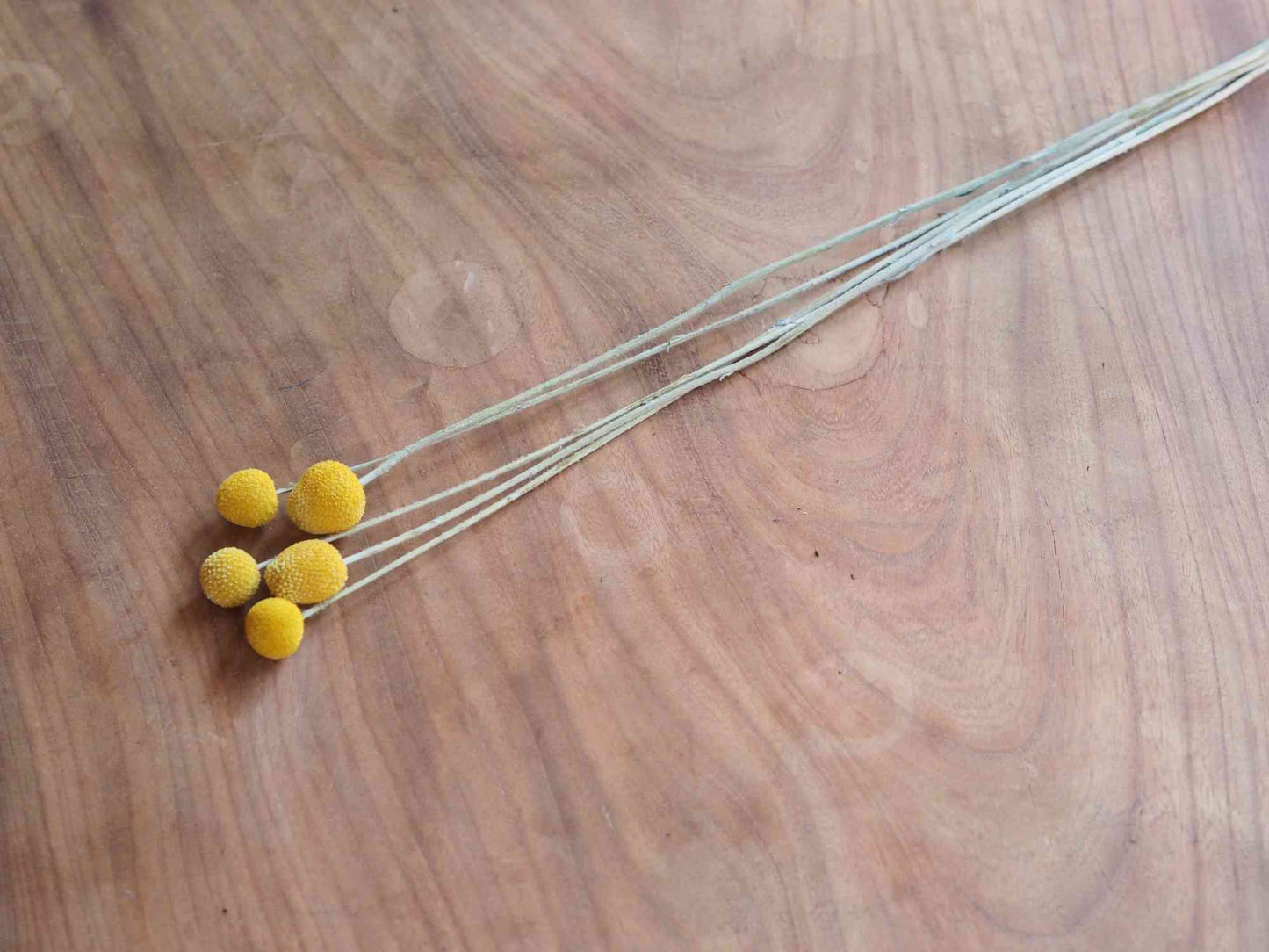 クラスペディア (黄) 10本入