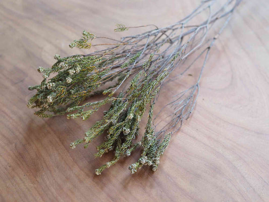 コットンフィリカ