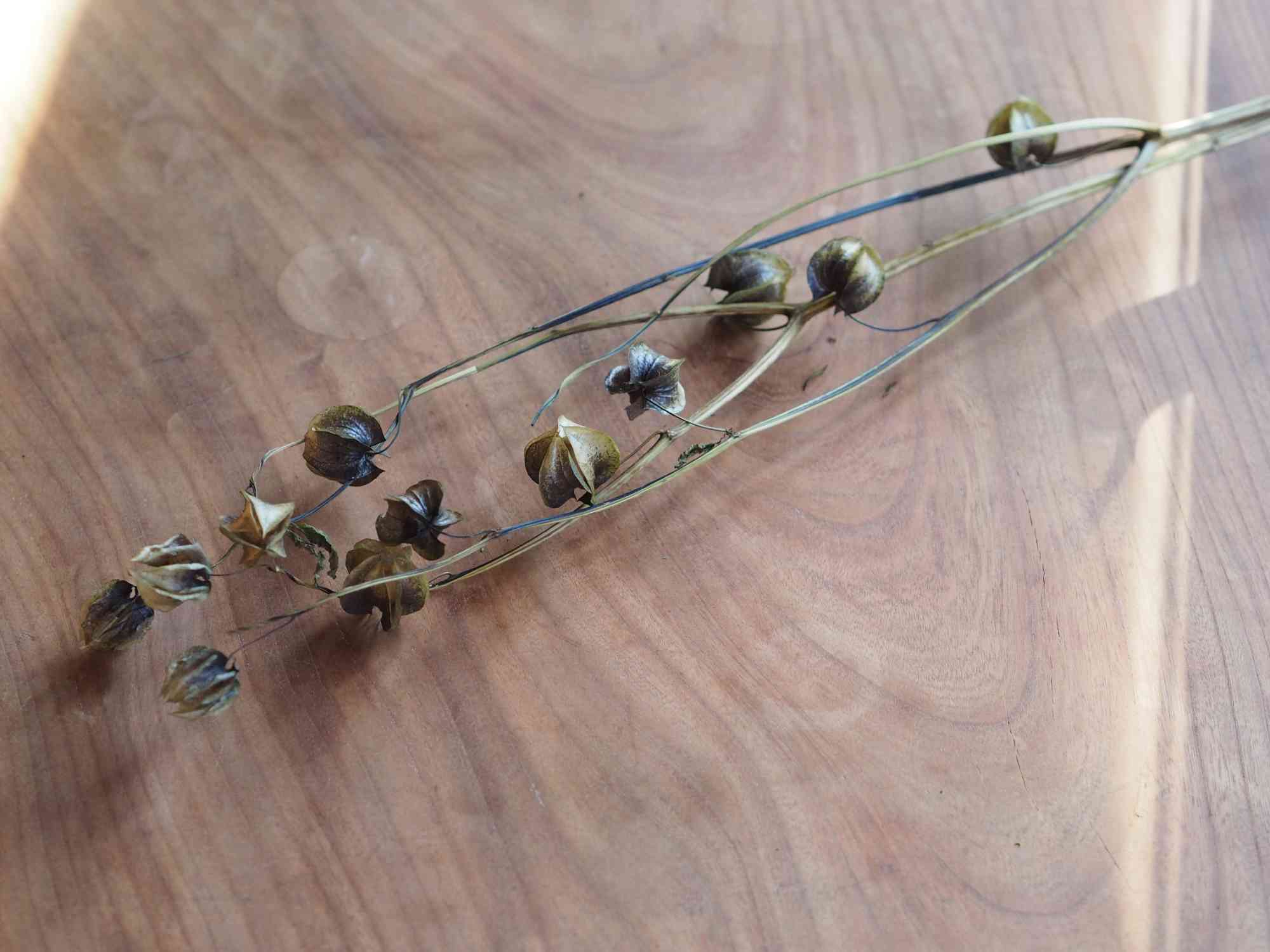 2000473304016-01.jpg?v=1650961561