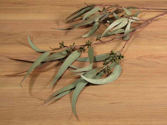 笹葉ユーカリ (実付き) 1本