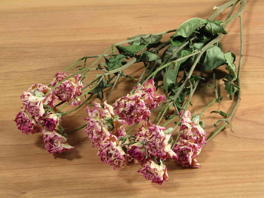 スプレーバラ シーアネモネ (薄赤紫)