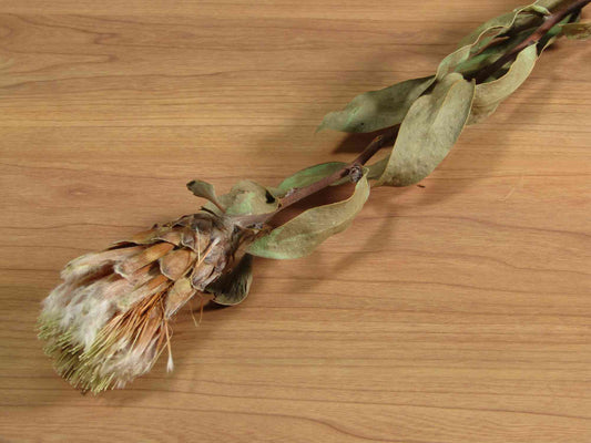 プロテア ムンディホワイト (薄オレンジ)