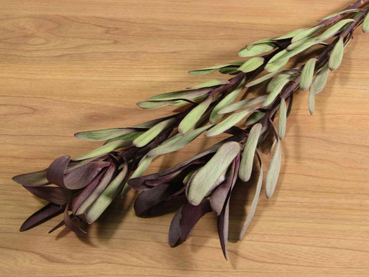 リューカデンドロン ファイヤーフラッシュ