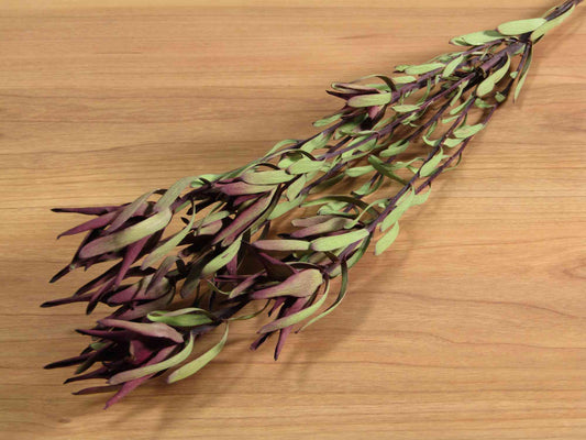 リューカデンドロン ブラッシュスプレー