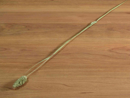 ファラリスカナリエンシス