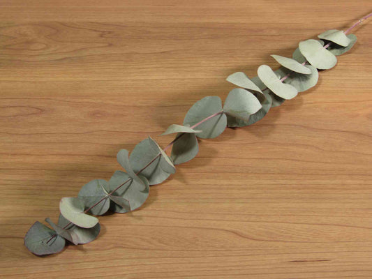 ユーカリ ベイビーブルー