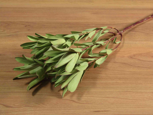 リューカデンドロン マウンテンローズ