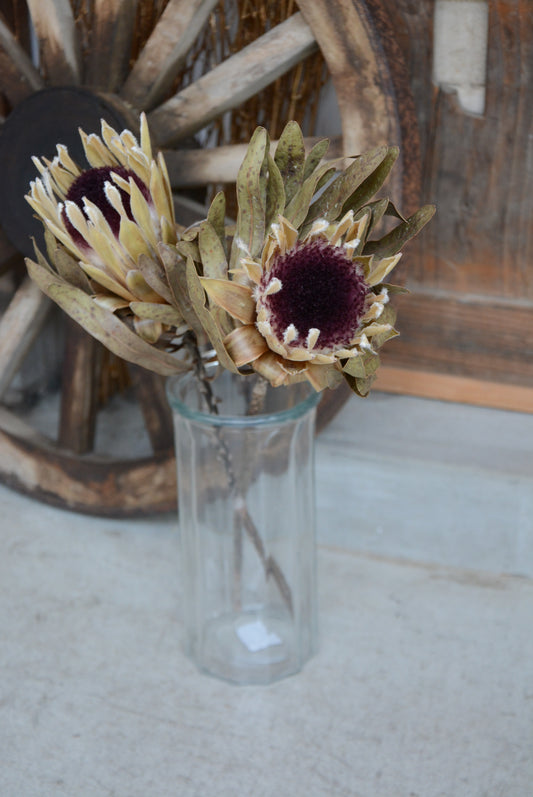 プロテア ホワイトプライド2本+シンプルガラスフラワーベース