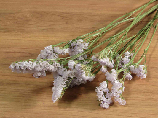 スターチス (薄紫) 2本入