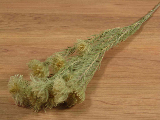 フィリカグリーン (薄黄) 1本入