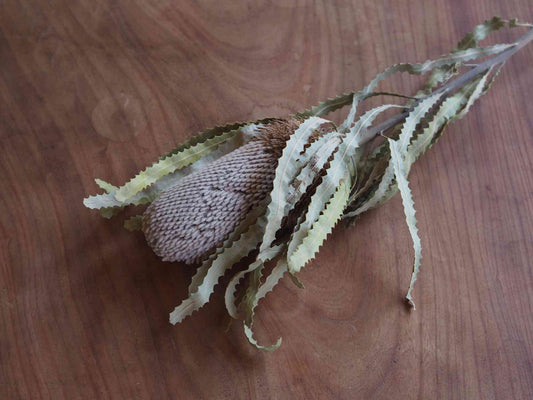 バンクシア フーケリアナ (白)