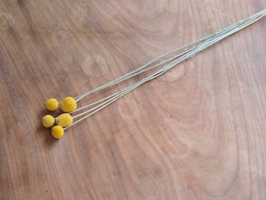 クラスペディア (黄) 10本入