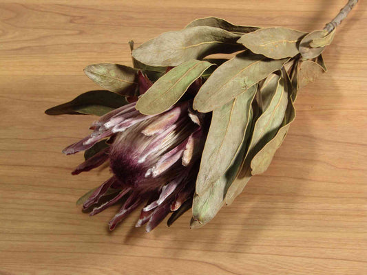 プロテア ピンクアイス (赤紫)