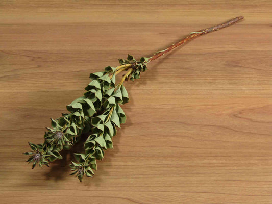 パラノムス (白) 2本入